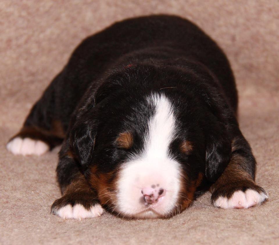 Berner sennenhund Pa-Di Sinclair's Navajo - 2 uger billede 16