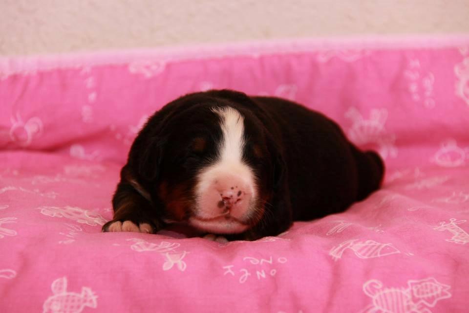 Berner sennenhund Pa-Di Sinclair's Navajo - 1 uge billede 17