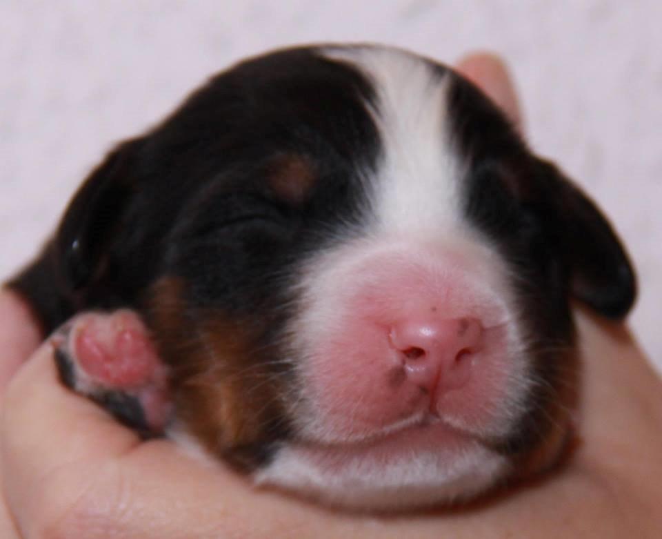 Berner sennenhund Pa-Di Sinclair's Navajo - 2 dage  billede 18