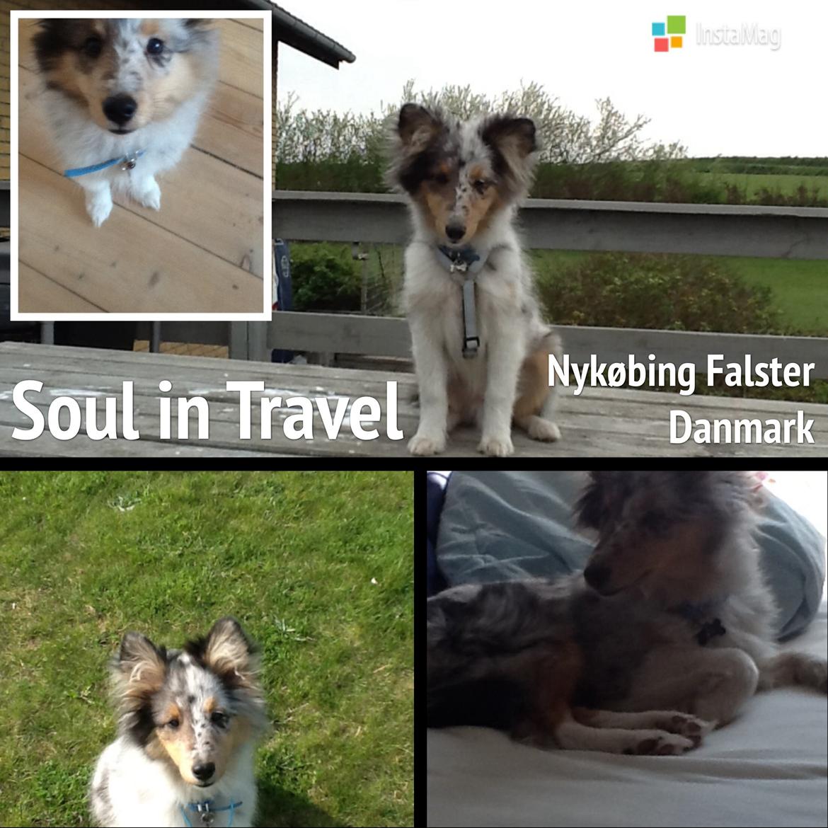 Shetland sheepdog Balto billede 37