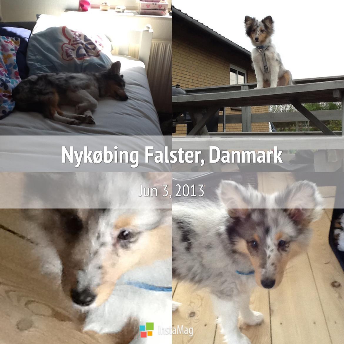 Shetland sheepdog Balto billede 38