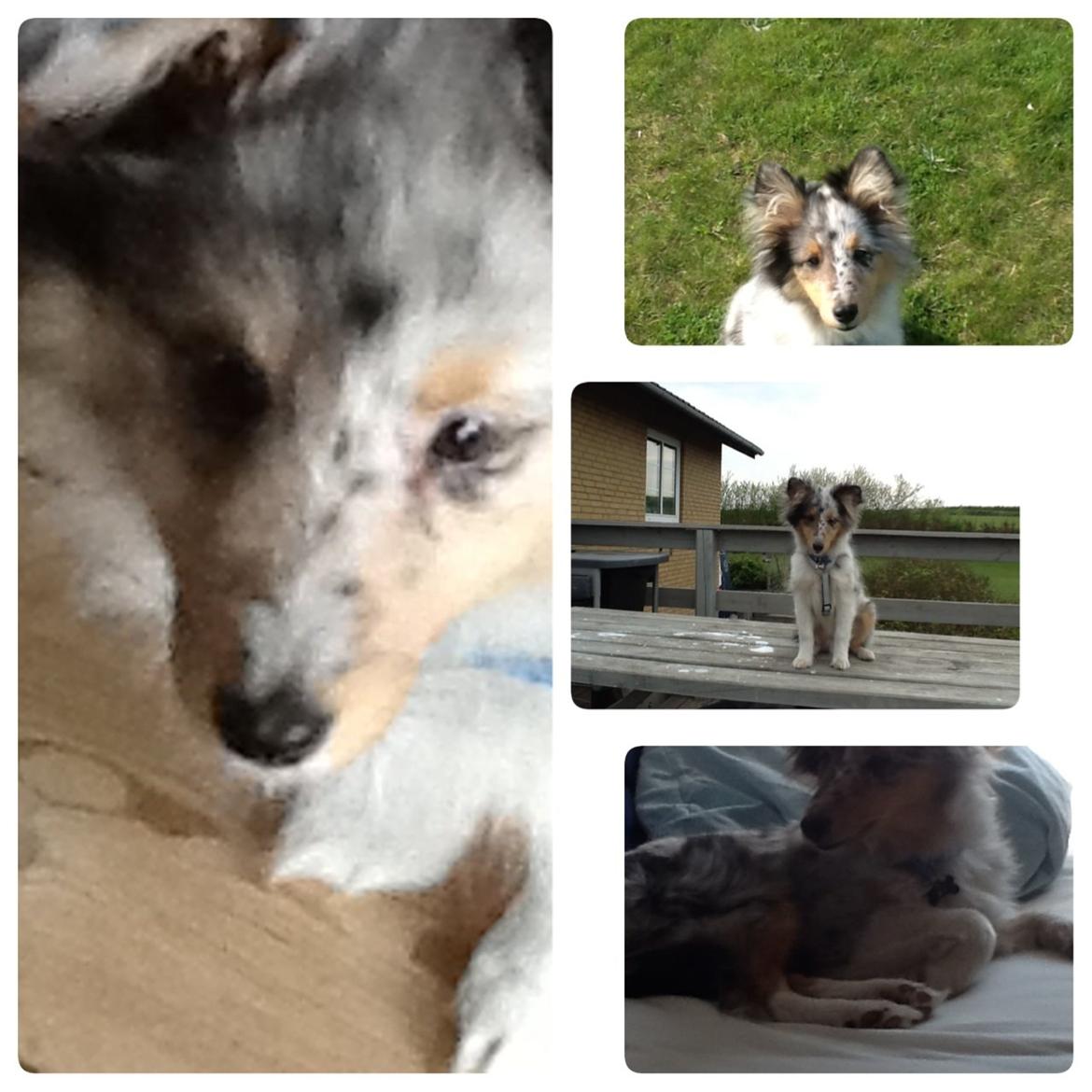 Shetland sheepdog Balto billede 39