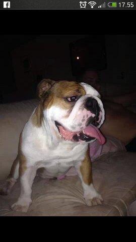 Engelsk bulldog Anton aka Bøf - engelsk bulldog+brændeovn=VARMT billede 1