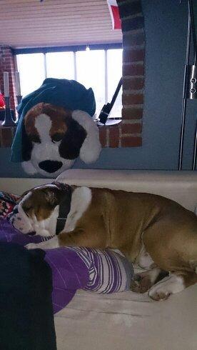 Engelsk bulldog Anton aka Bøf - Putte Trold <3 billede 2