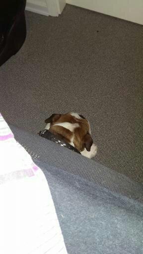 Engelsk bulldog Anton aka Bøf - Det er meget bedre at putte under sengen end i kurven :) billede 3