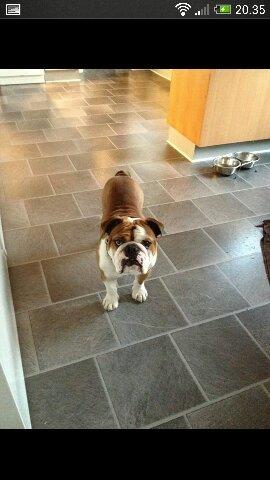 Engelsk bulldog Anton aka Bøf - Feed meeeee :P billede 4