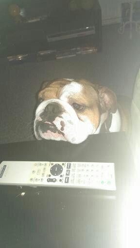 Engelsk bulldog Anton aka Bøf - Stuebordet er et godt sted at hvile hovedet, når det blir for tungt :) billede 5