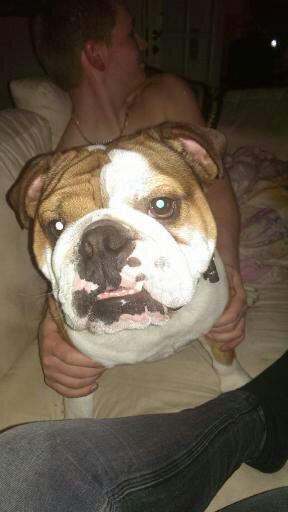 Engelsk bulldog Anton aka Bøf - BØØØØØF <3 billede 6