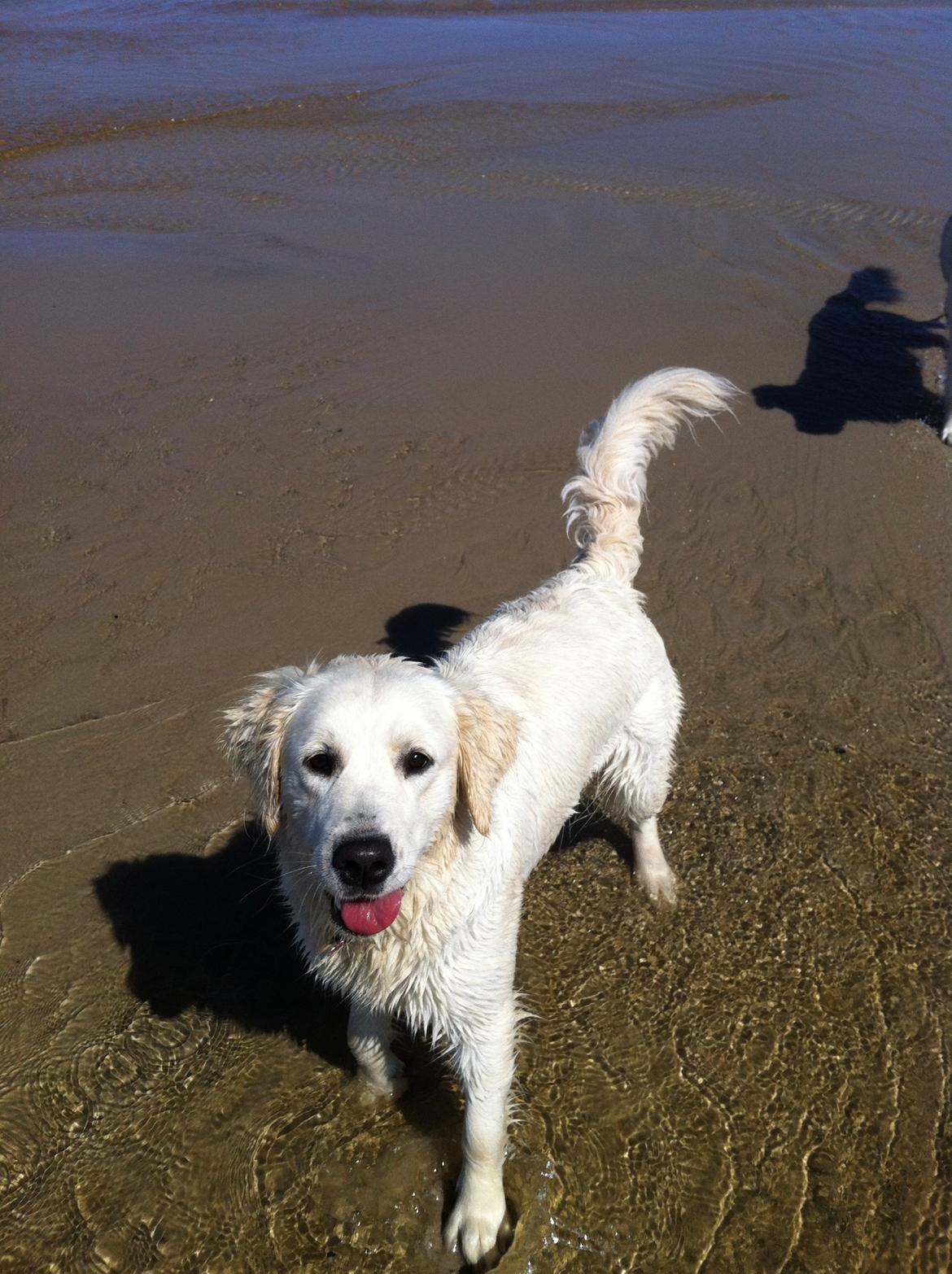 Golden retriever Molly billede 1