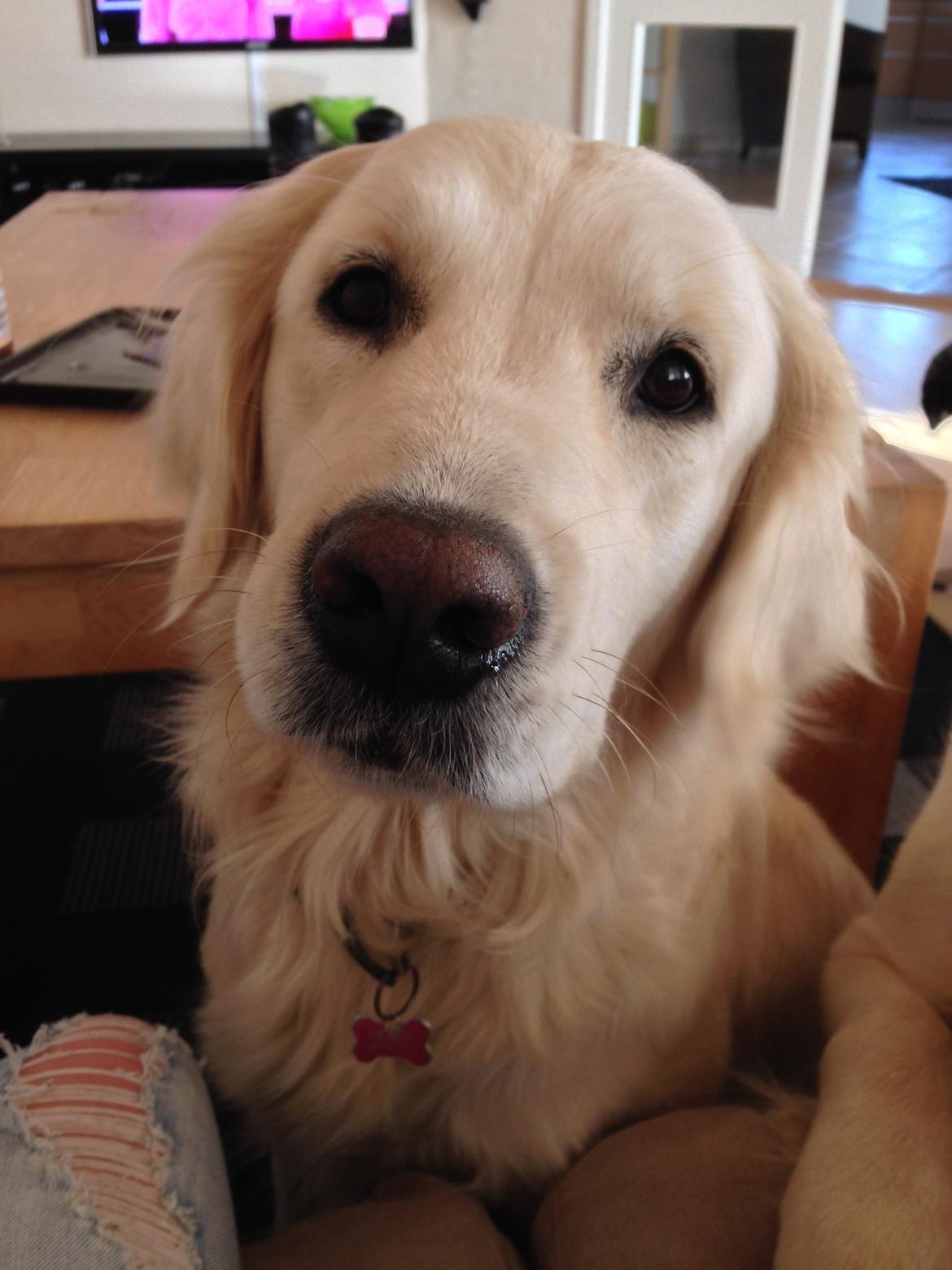 Golden retriever Molly billede 2