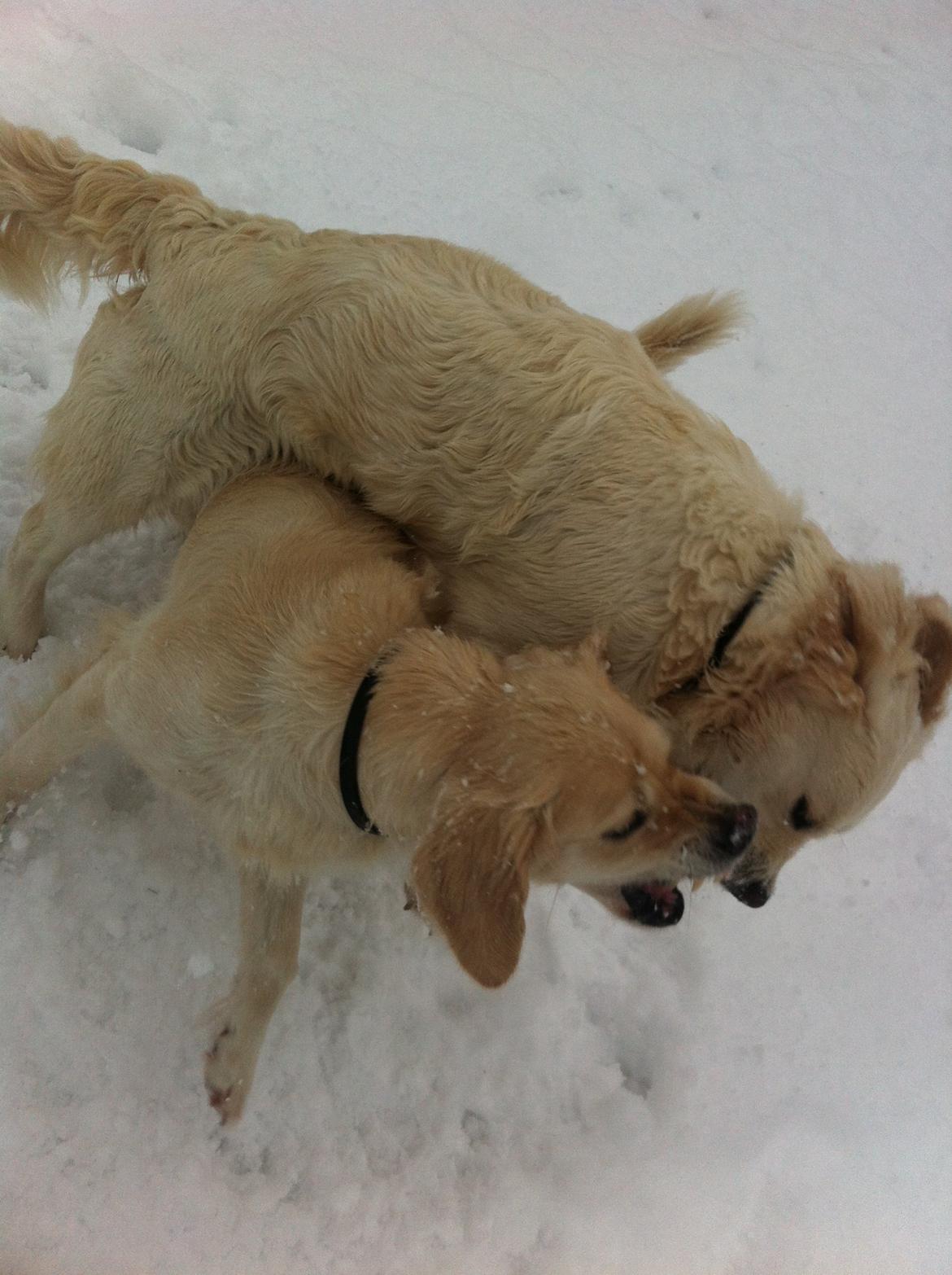 Golden retriever Molly billede 3