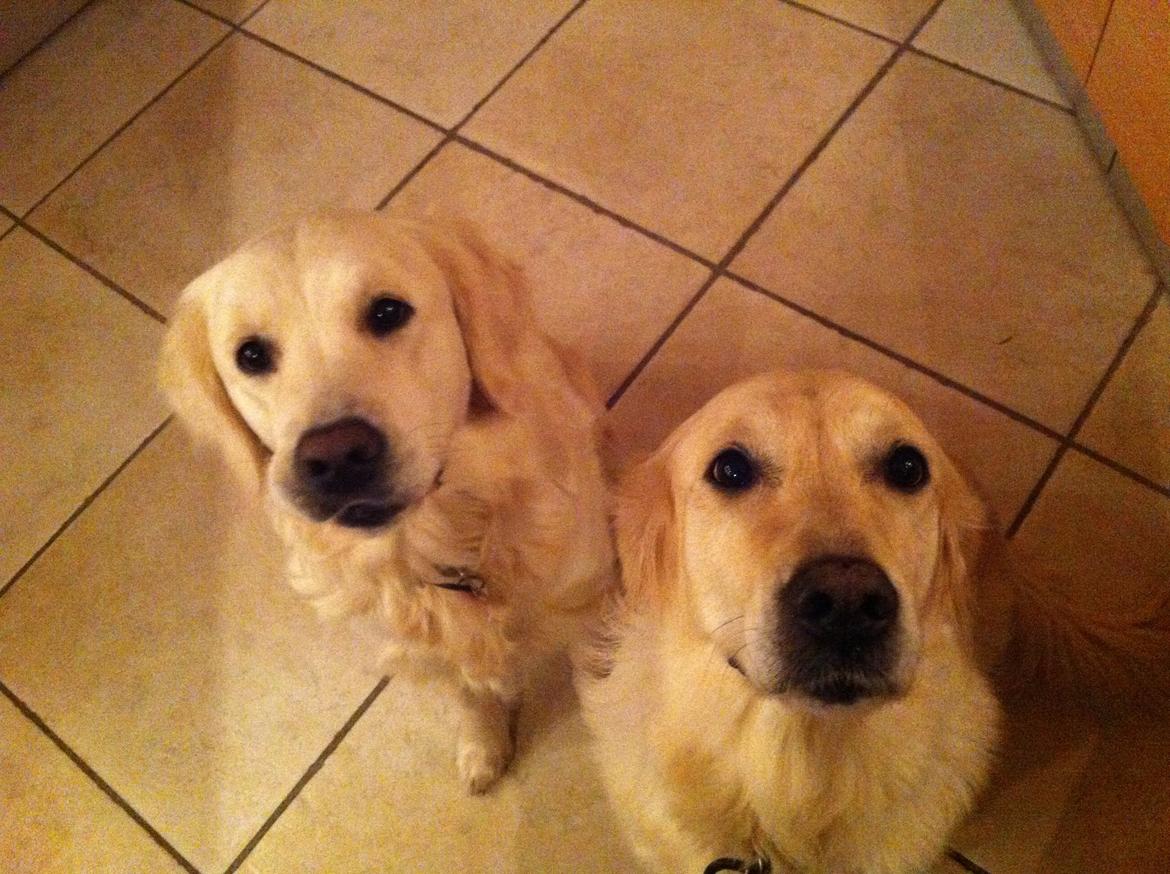 Golden retriever Molly billede 4