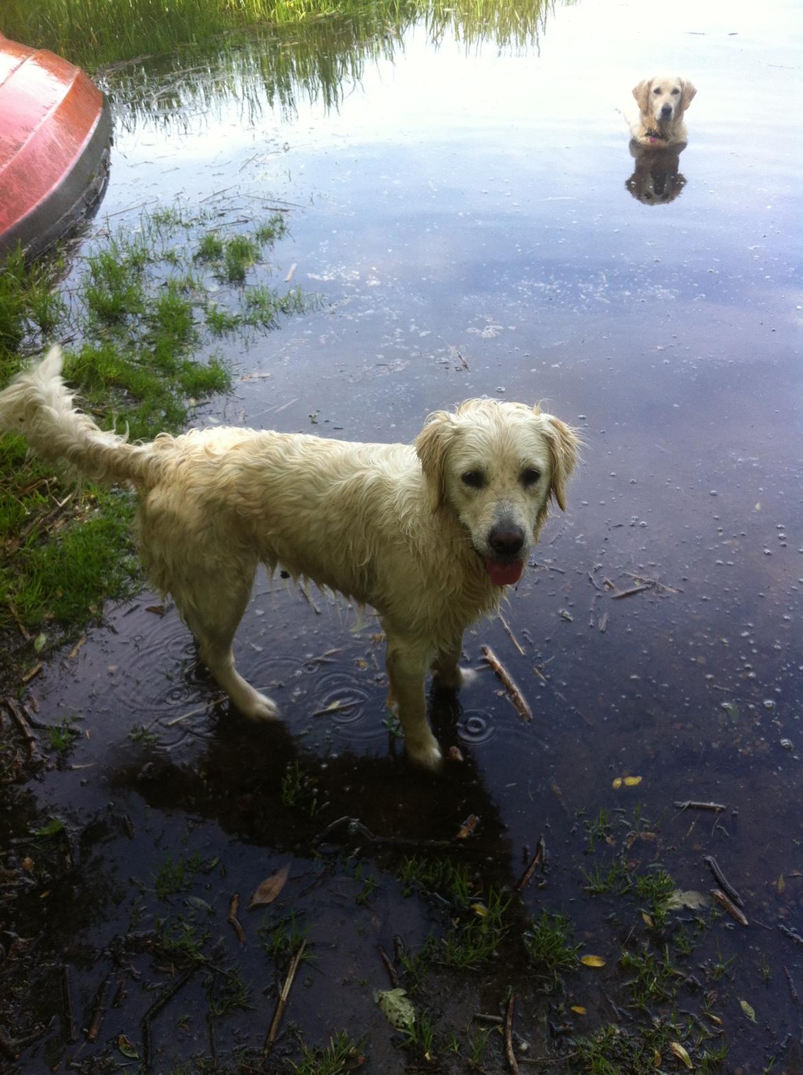 Golden retriever Molly billede 5