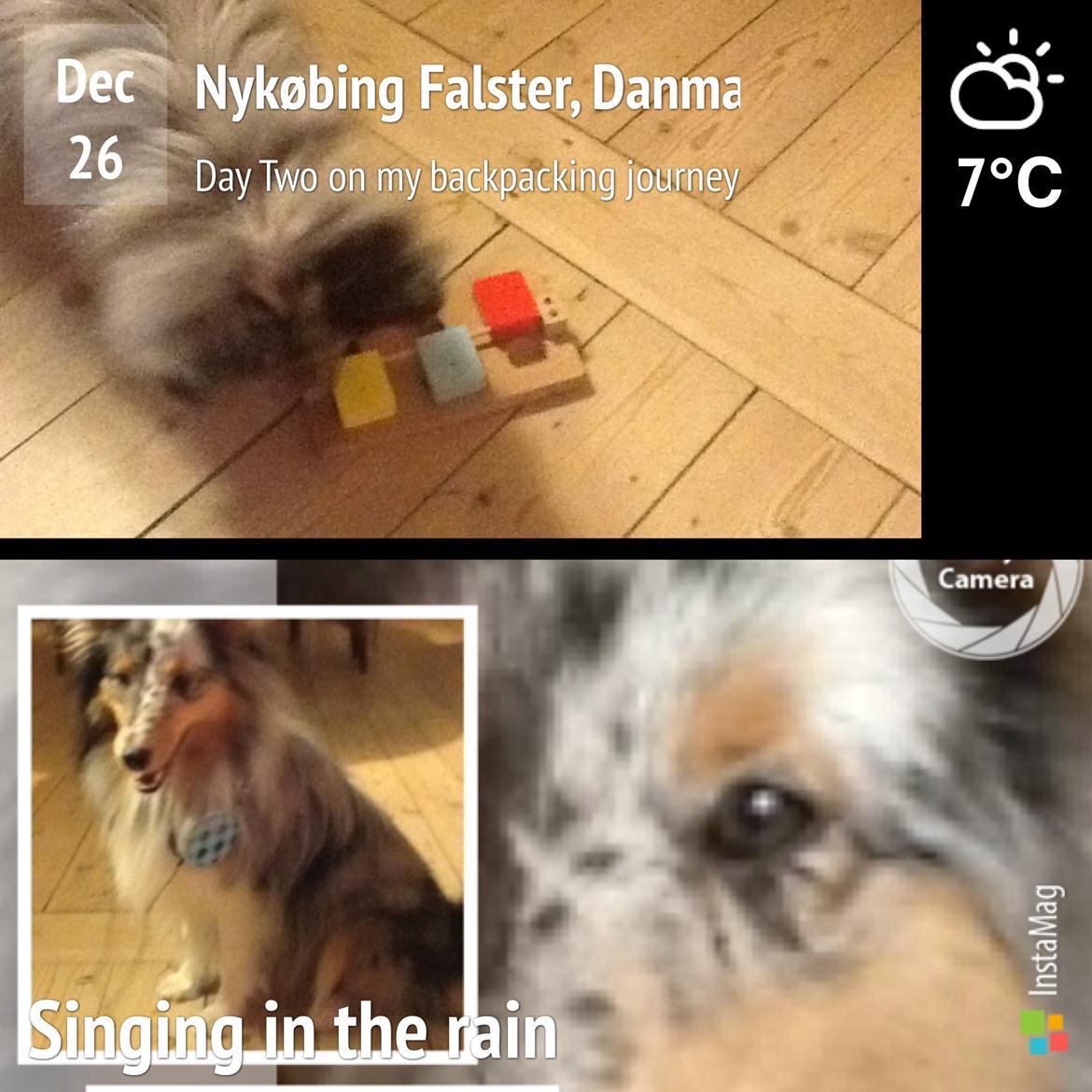 Shetland sheepdog Balto billede 40