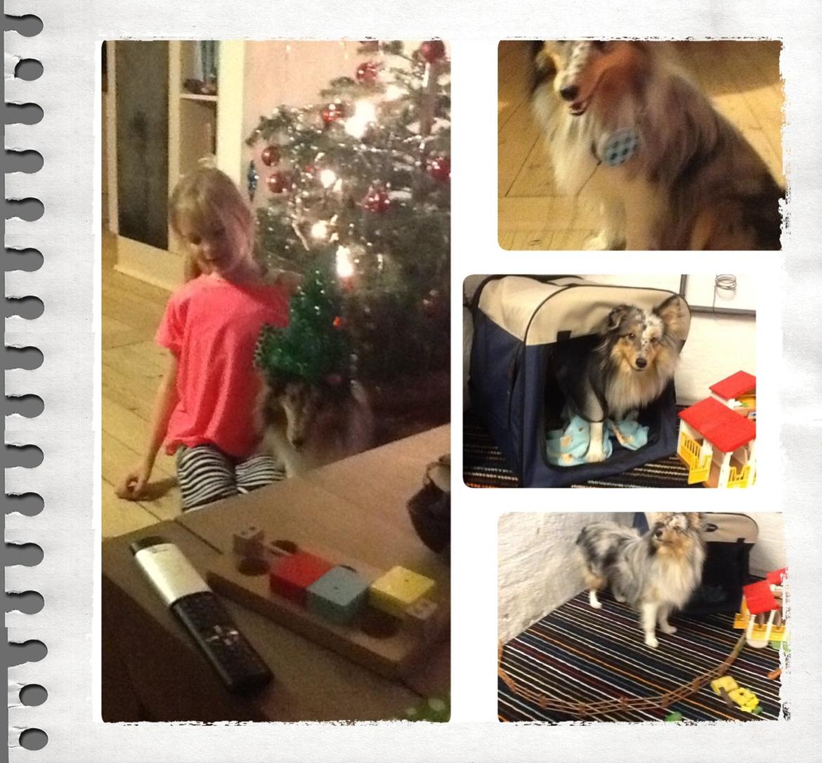 Shetland sheepdog Balto billede 41