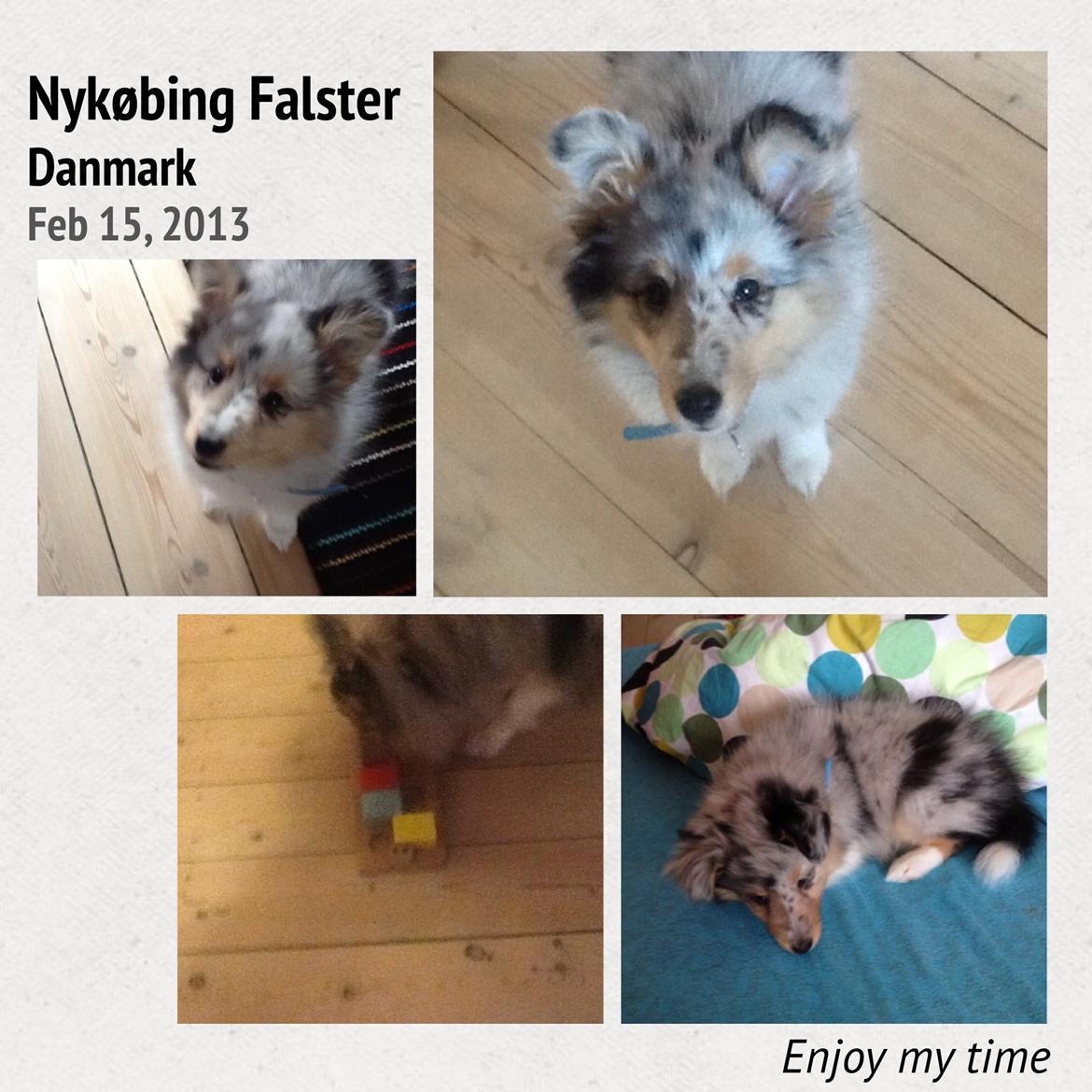 Shetland sheepdog Balto billede 42