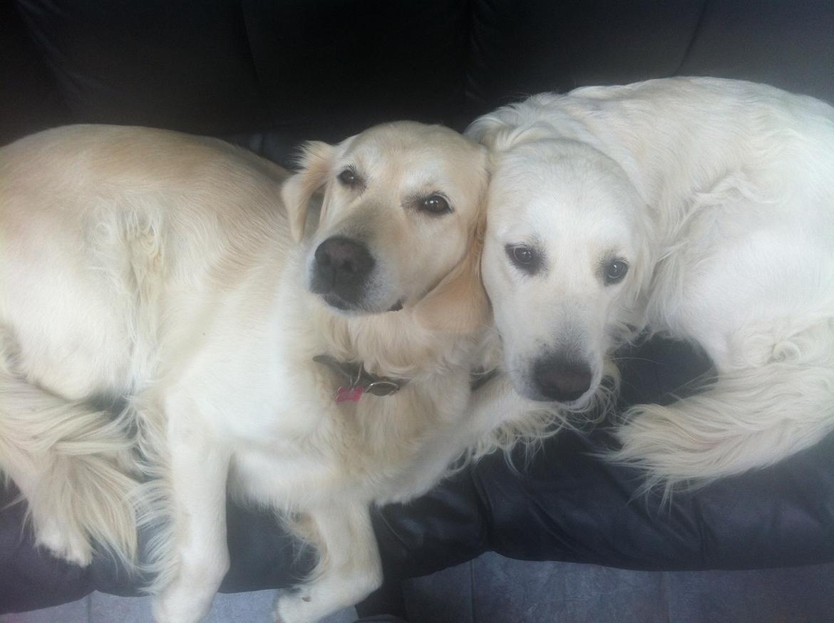 Golden retriever Molly billede 6