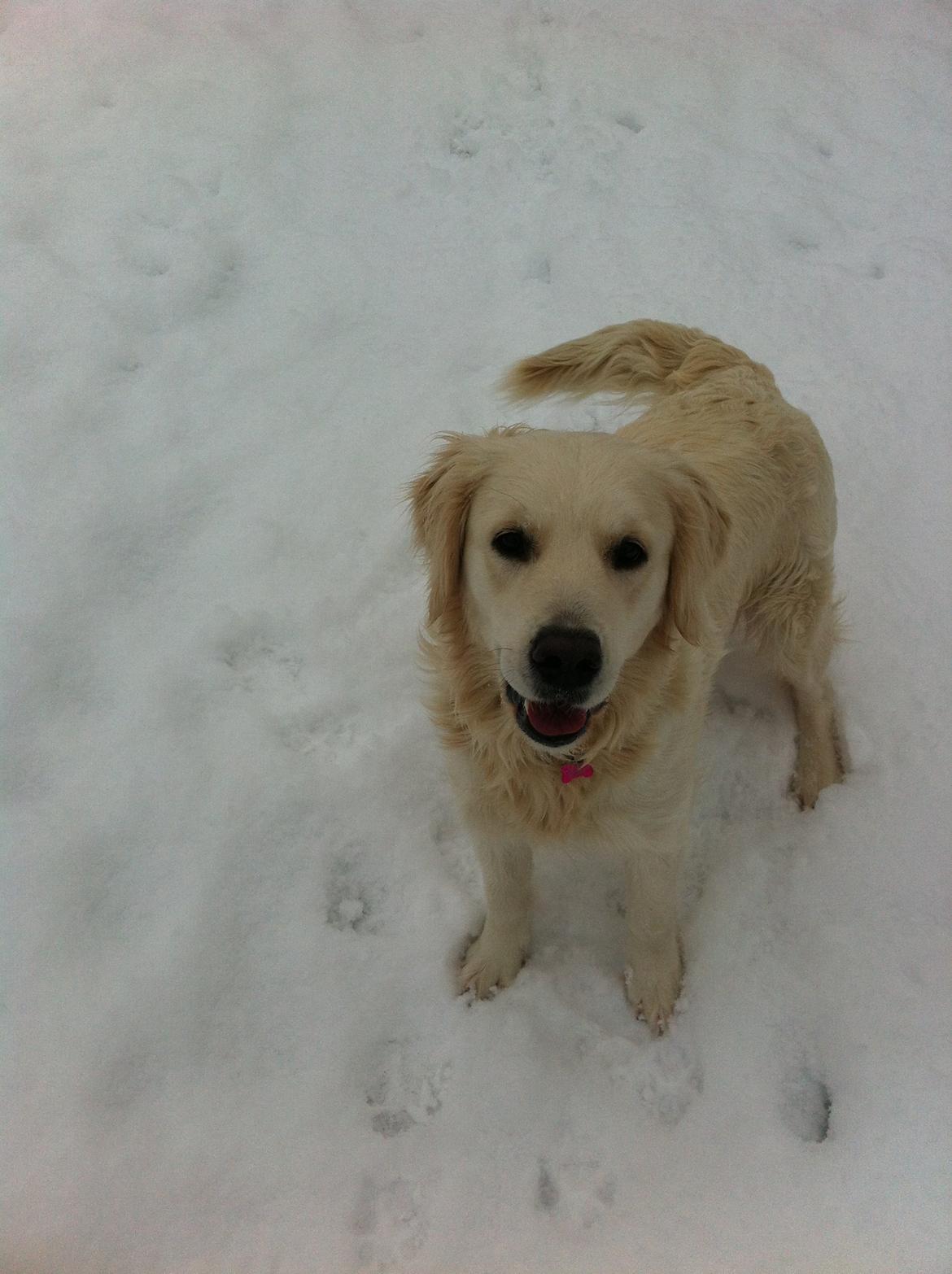 Golden retriever Molly billede 7