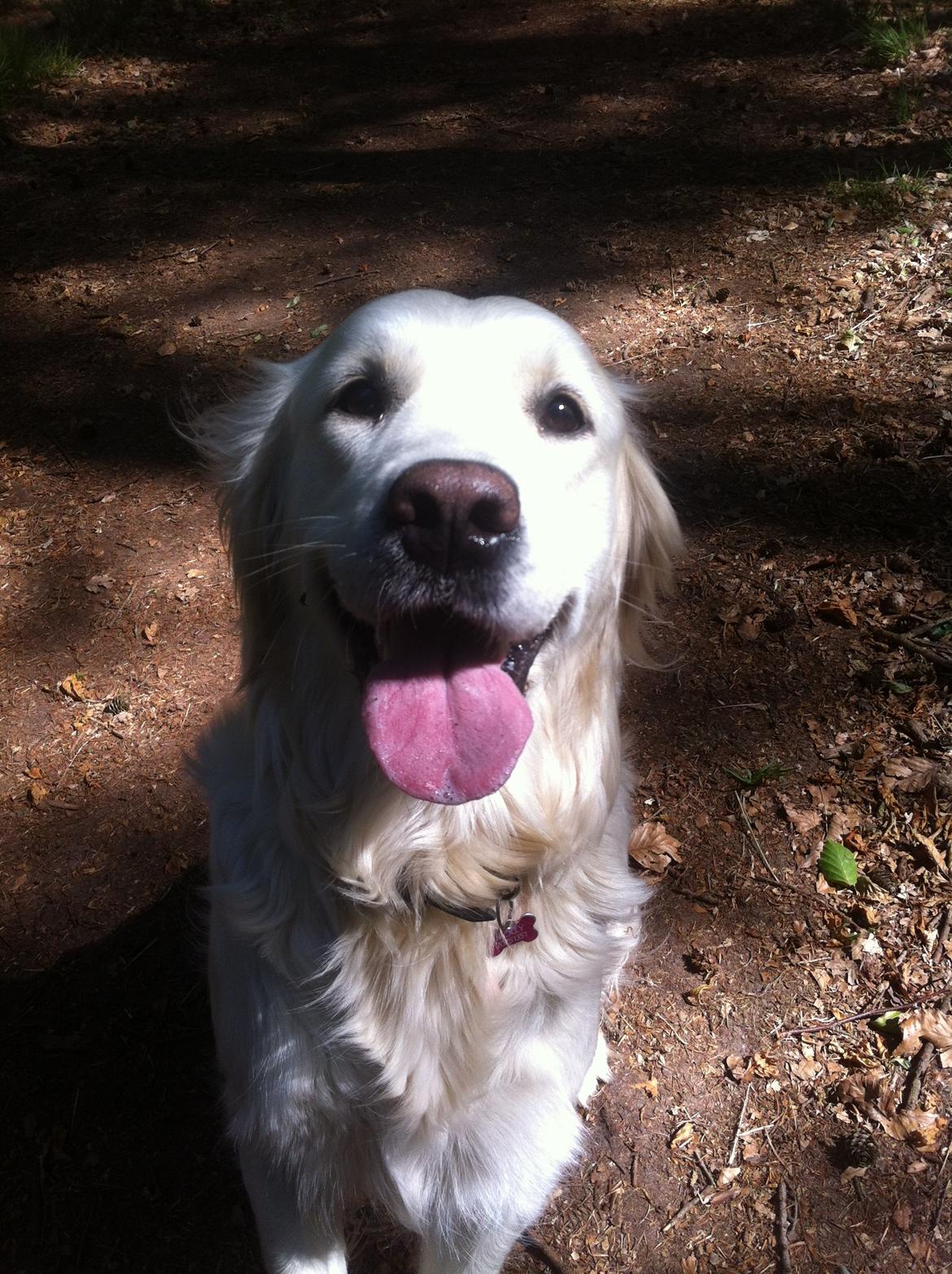 Golden retriever Molly billede 8