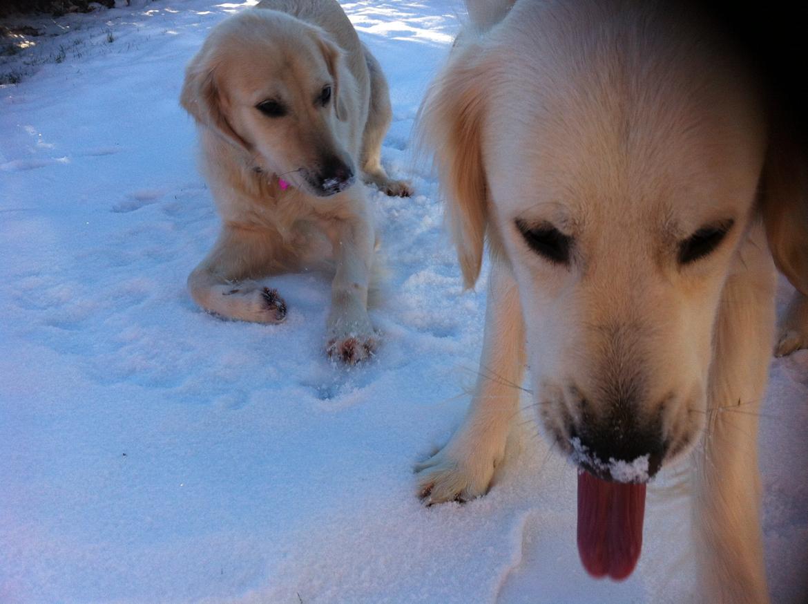 Golden retriever Molly billede 9