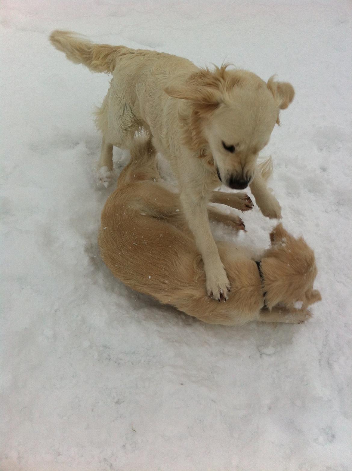 Golden retriever Molly billede 10