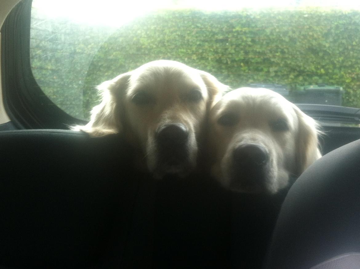 Golden retriever Molly billede 11