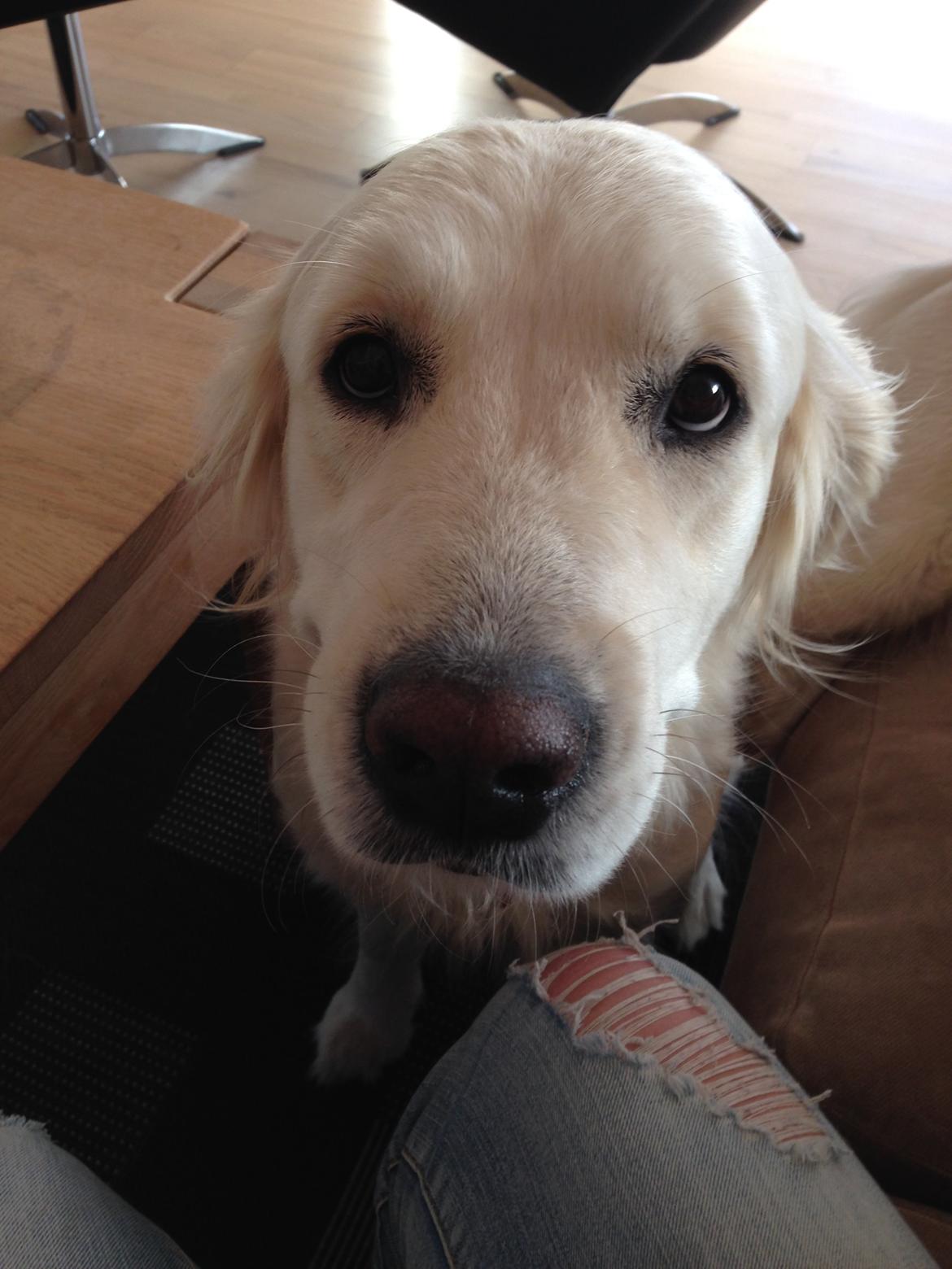 Golden retriever Molly billede 12