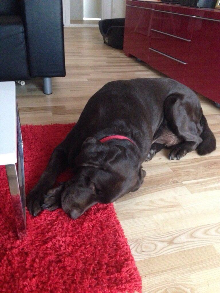 Labrador retriever Nanna  * - 6 år billede 4