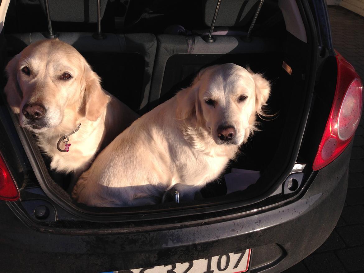 Golden retriever Molly billede 13