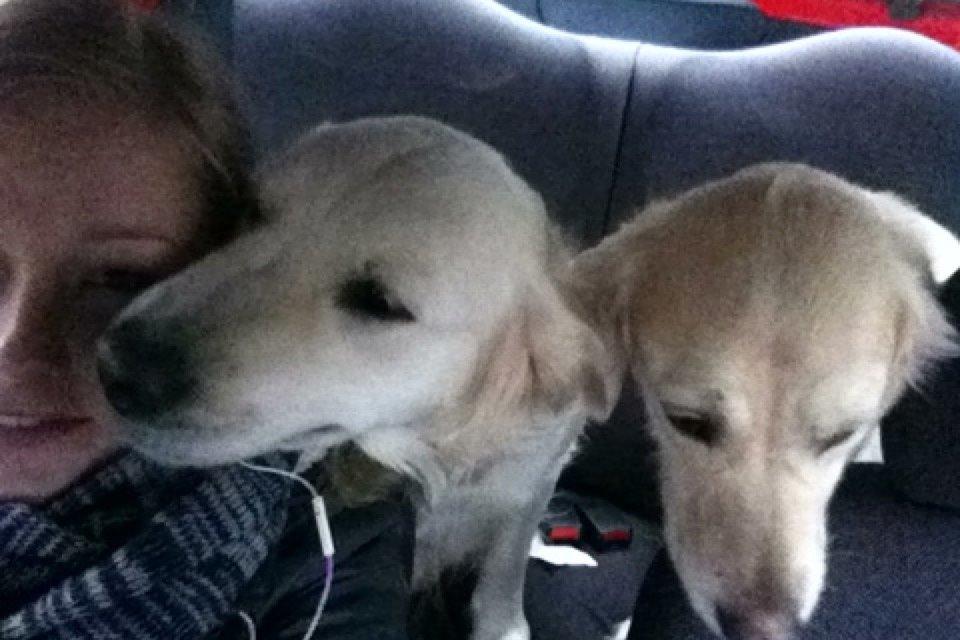 Golden retriever Molly billede 14