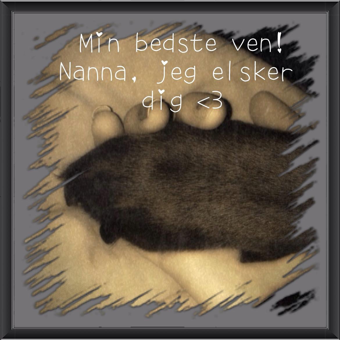 Labrador retriever Nanna  * - 6 år billede 5