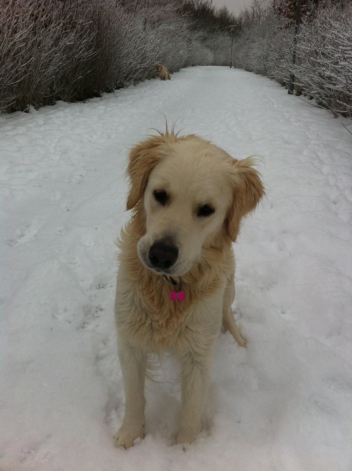 Golden retriever Molly billede 15