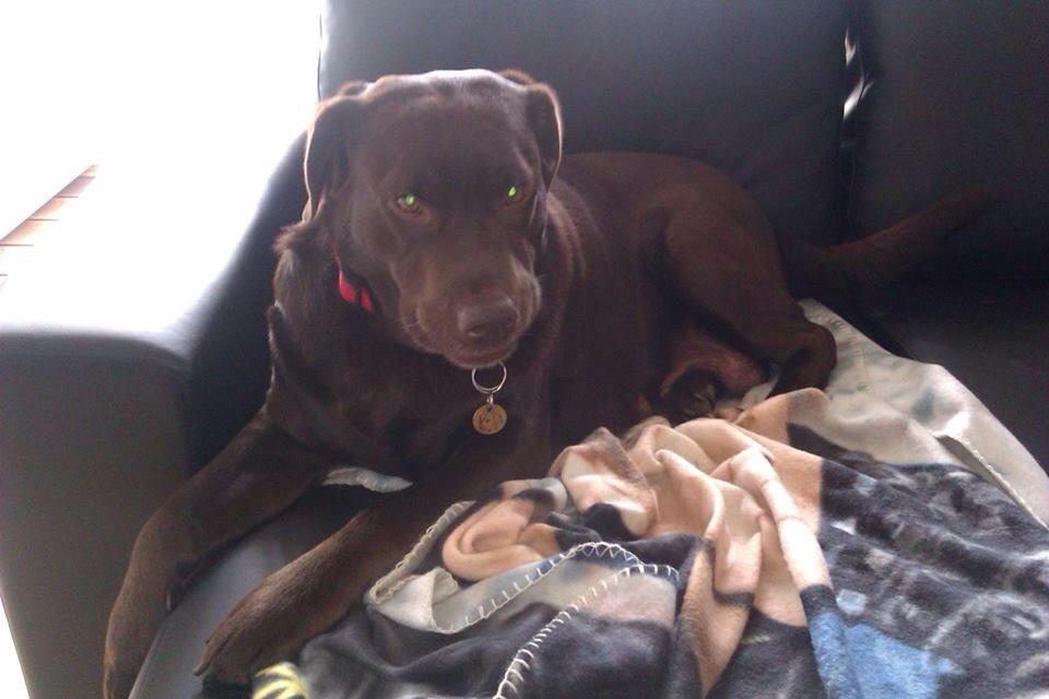 Labrador retriever Nanna  * - 6 år billede 6