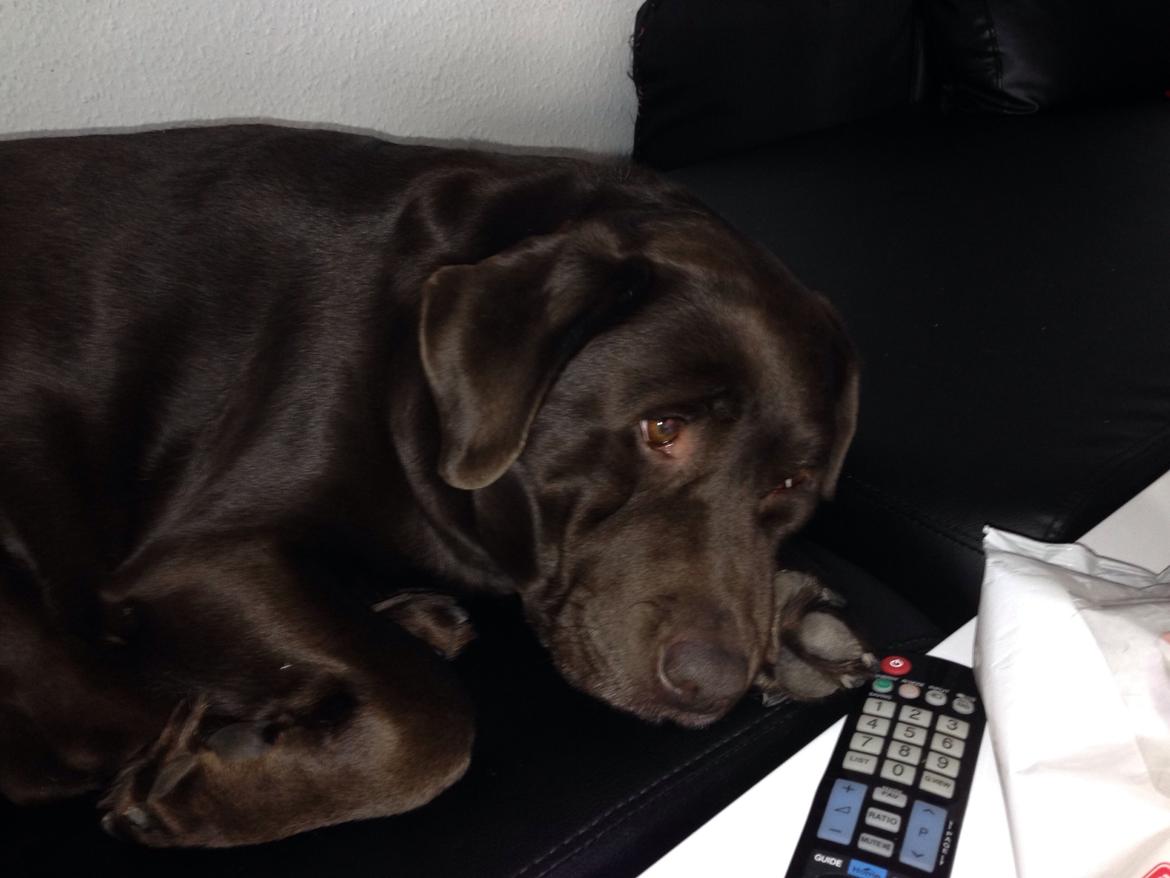 Labrador retriever Nanna  * - 6 år billede 7