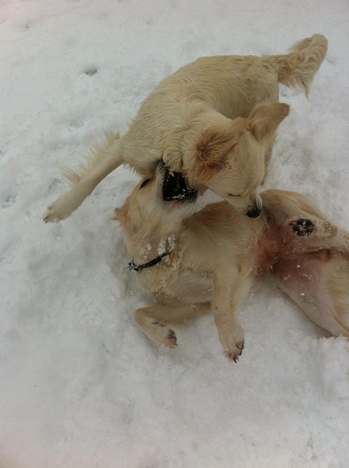 Golden retriever Molly billede 16