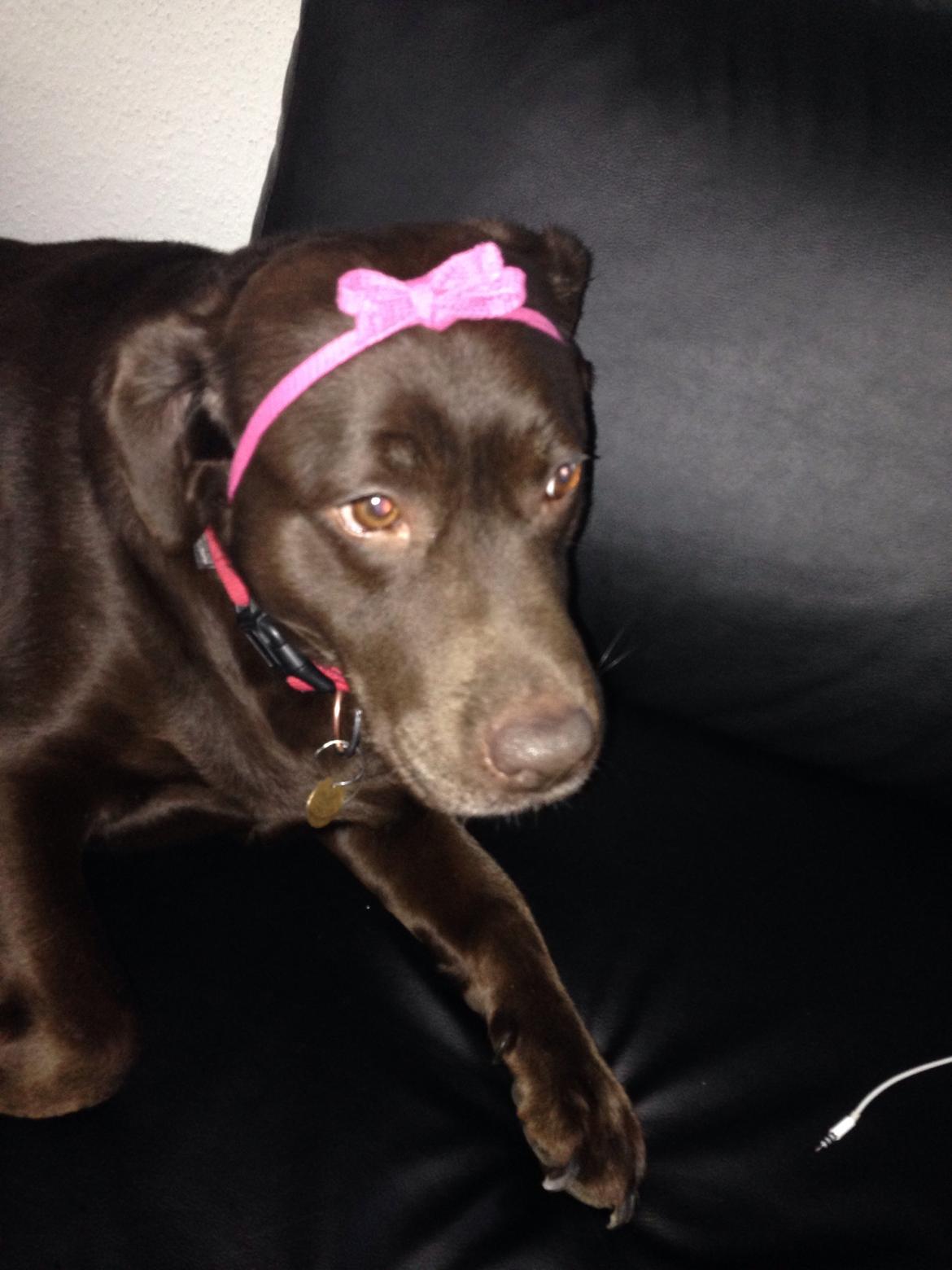 Labrador retriever Nanna  * - 6 år billede 8