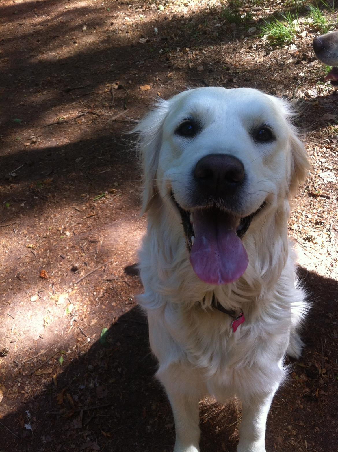 Golden retriever Molly billede 17