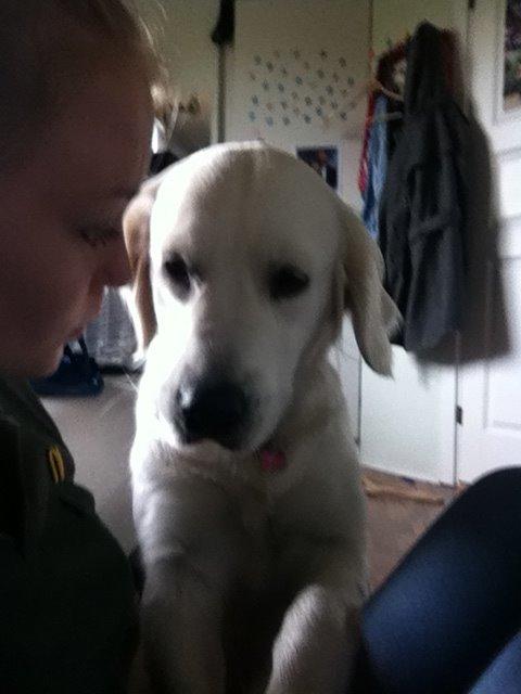 Golden retriever Molly billede 18