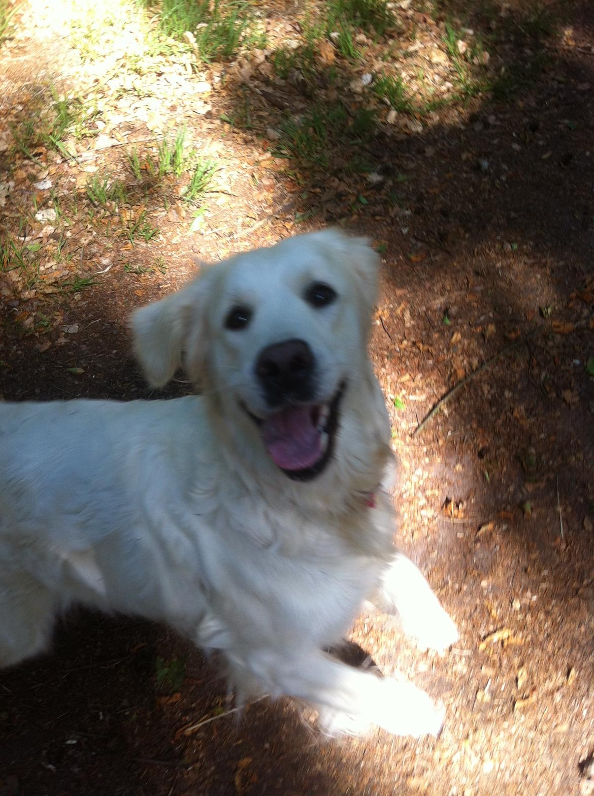 Golden retriever Molly billede 19