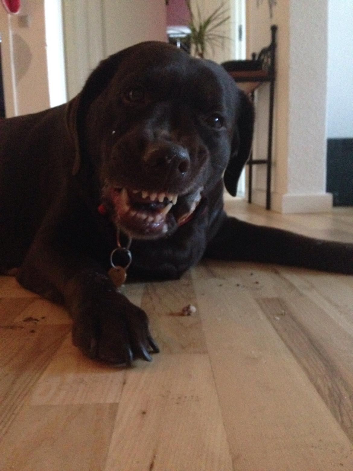 Labrador retriever Nanna  * - 6 år billede 9