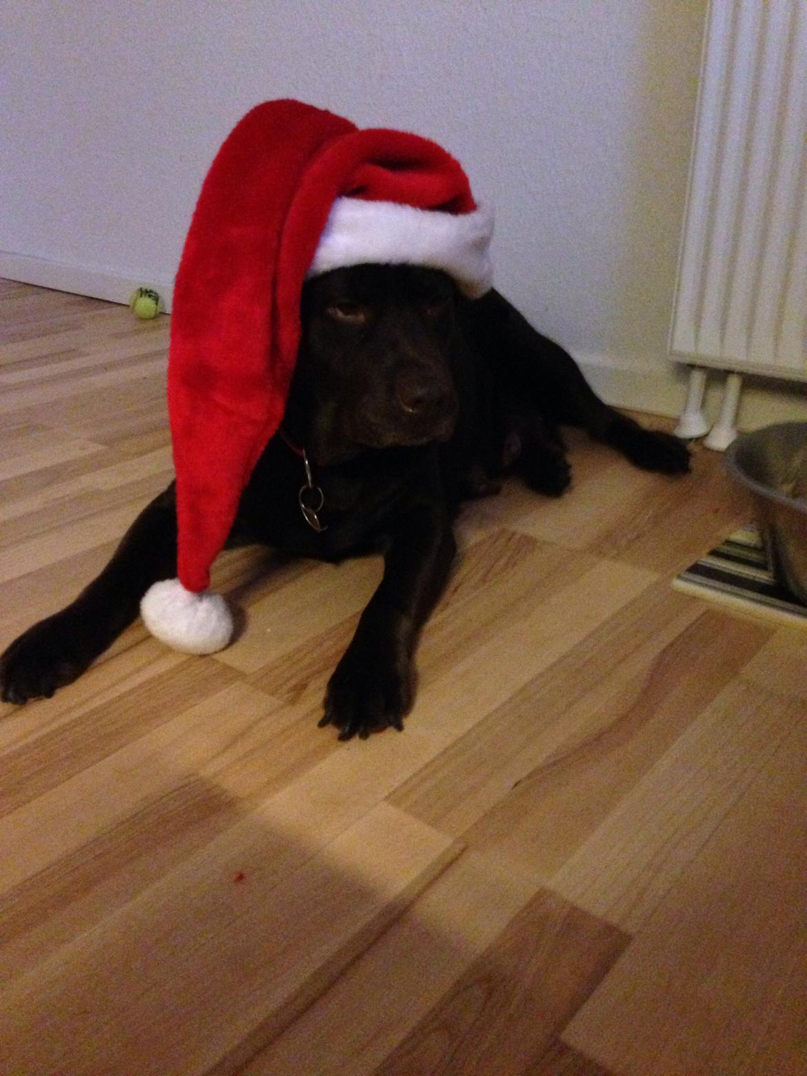 Labrador retriever Nanna  * - 6 år billede 10