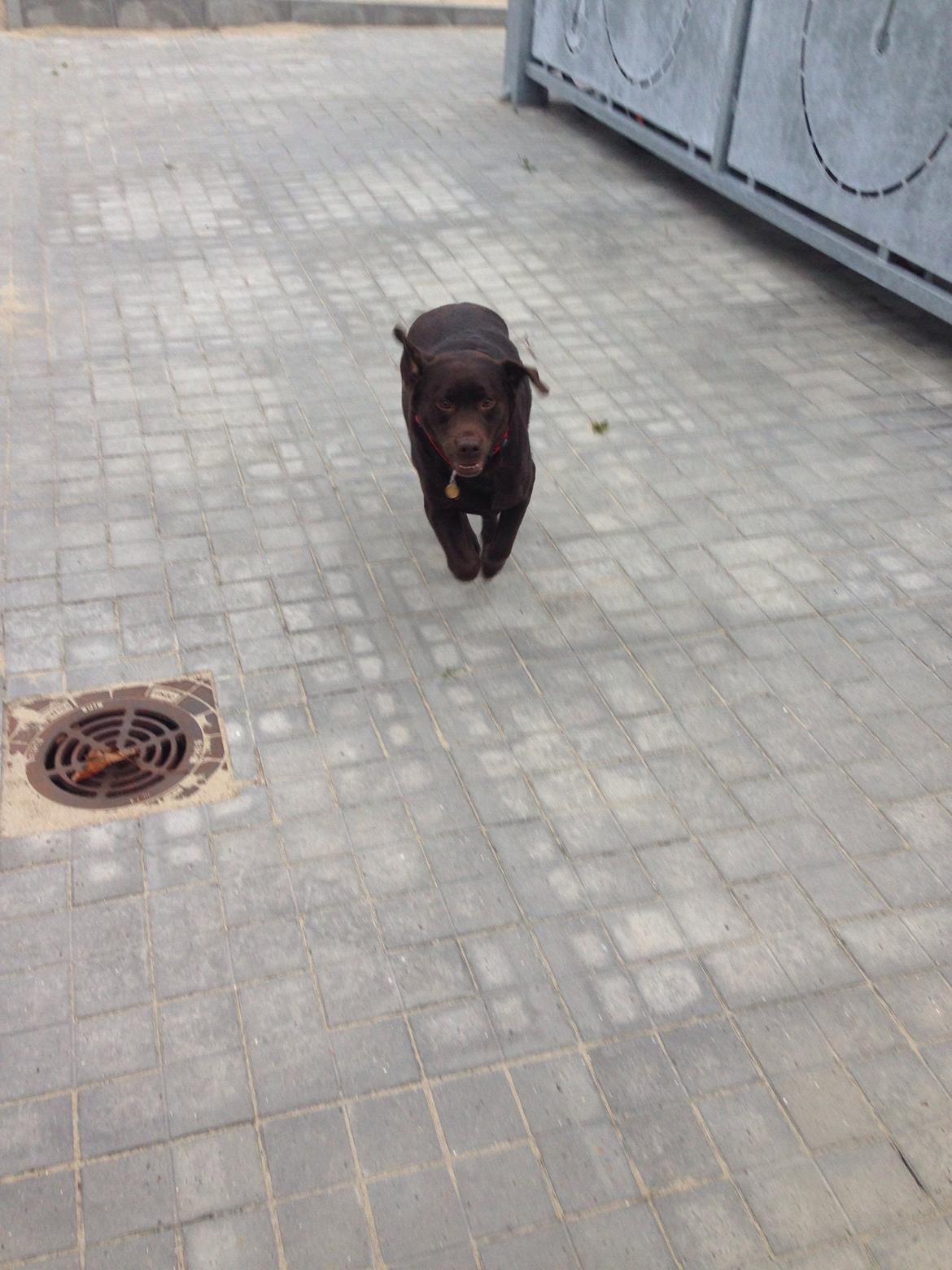 Labrador retriever Nanna  * - 6 år billede 11