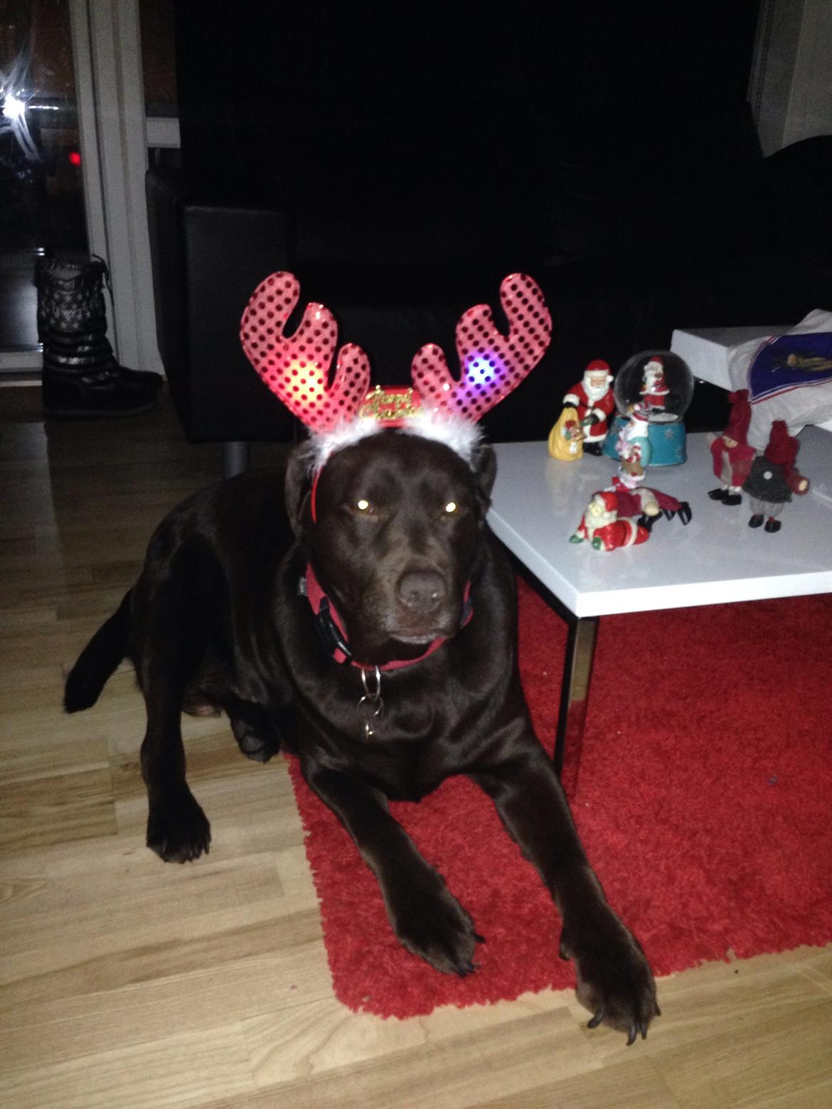 Labrador retriever Nanna  * - 6 år billede 12