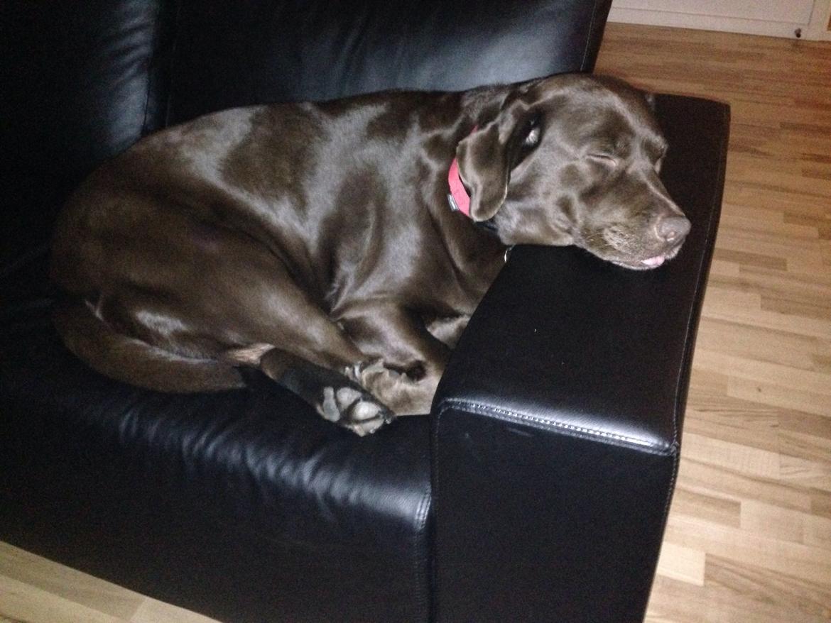 Labrador retriever Nanna  * - 6 år billede 13