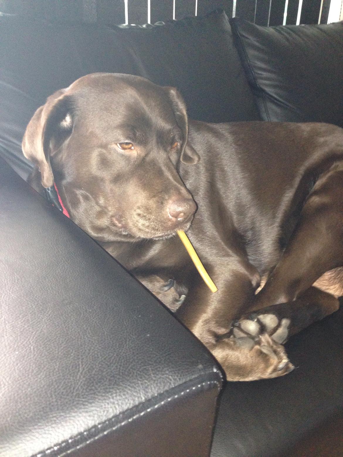 Labrador retriever Nanna  * - 6 år billede 14