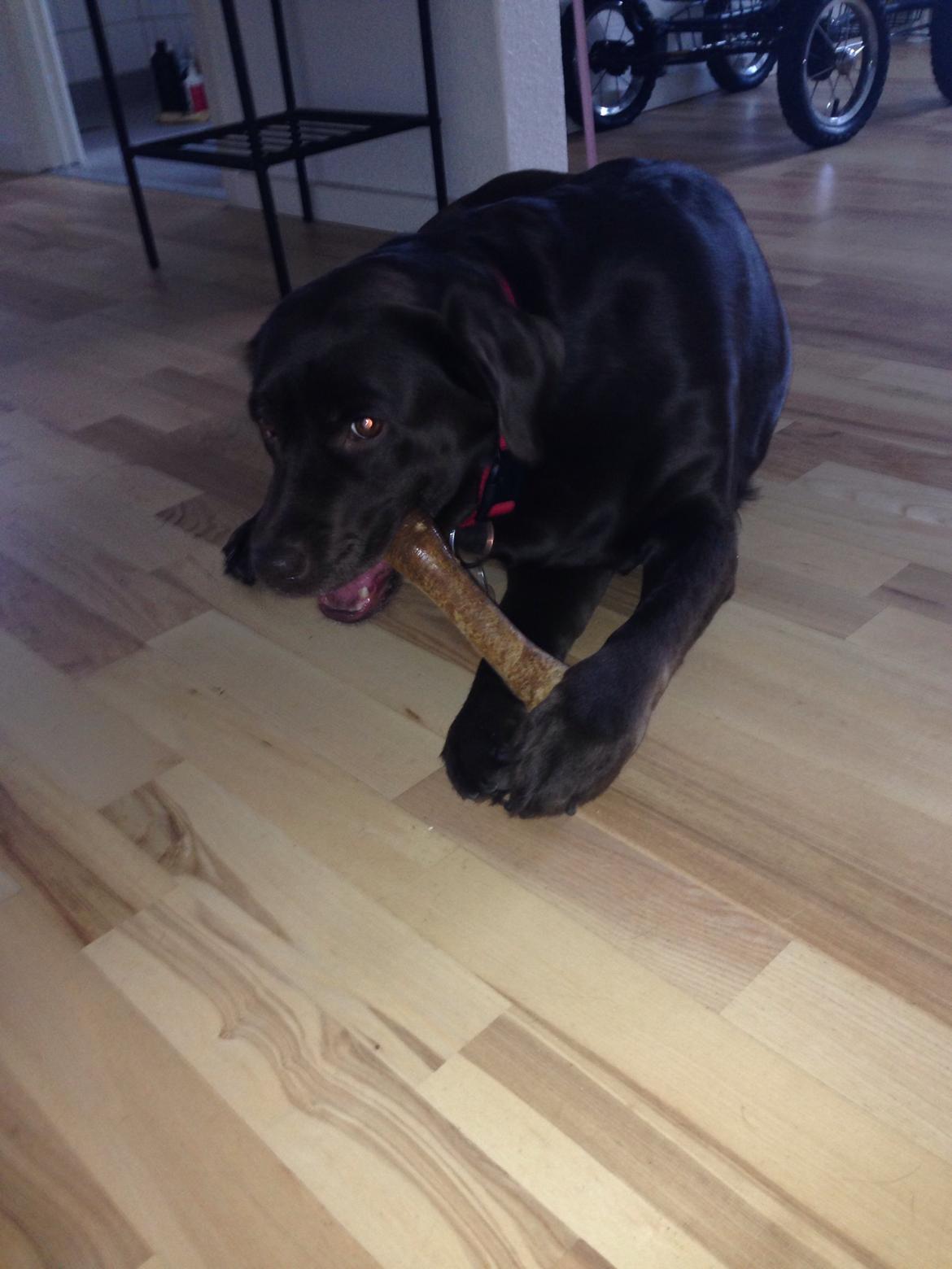 Labrador retriever Nanna  * - 6 år billede 16