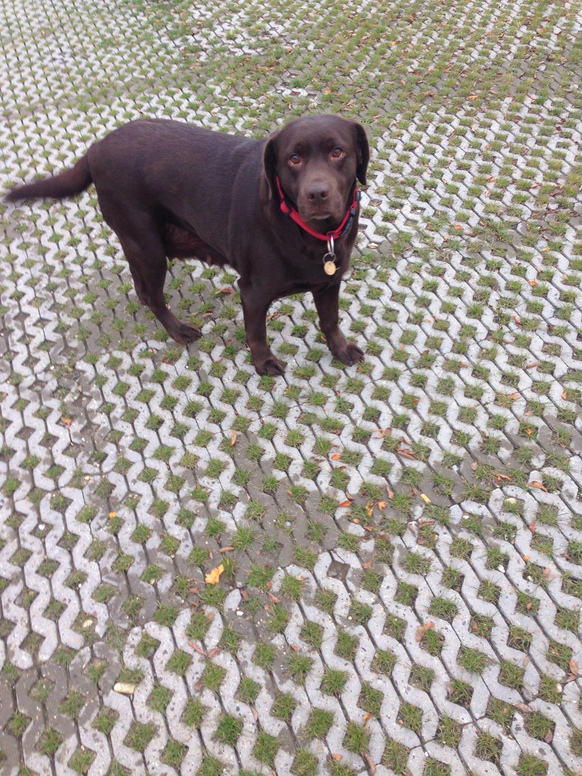 Labrador retriever Nanna  * - 6 år billede 17