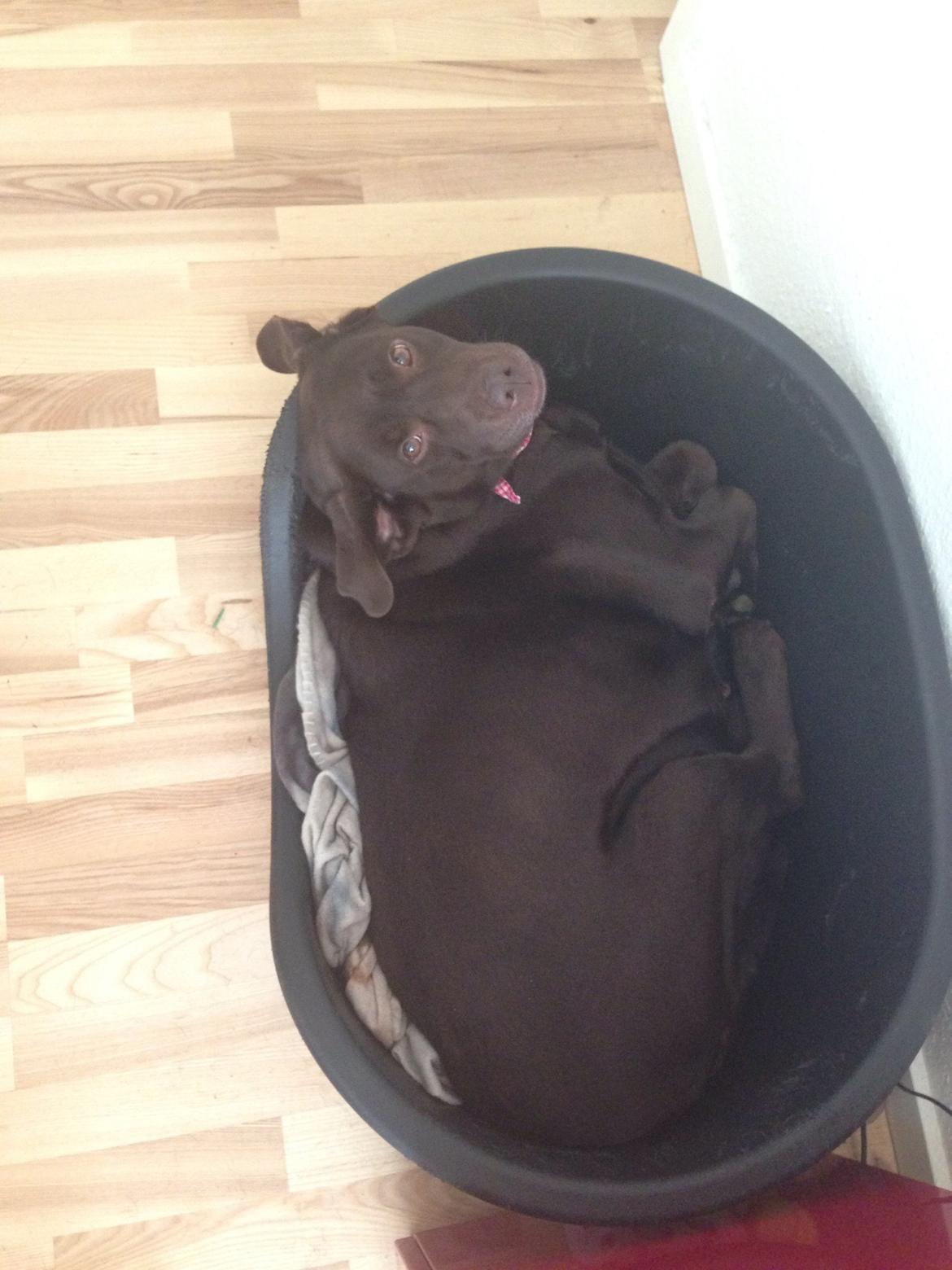 Labrador retriever Nanna  * - 6 år billede 18