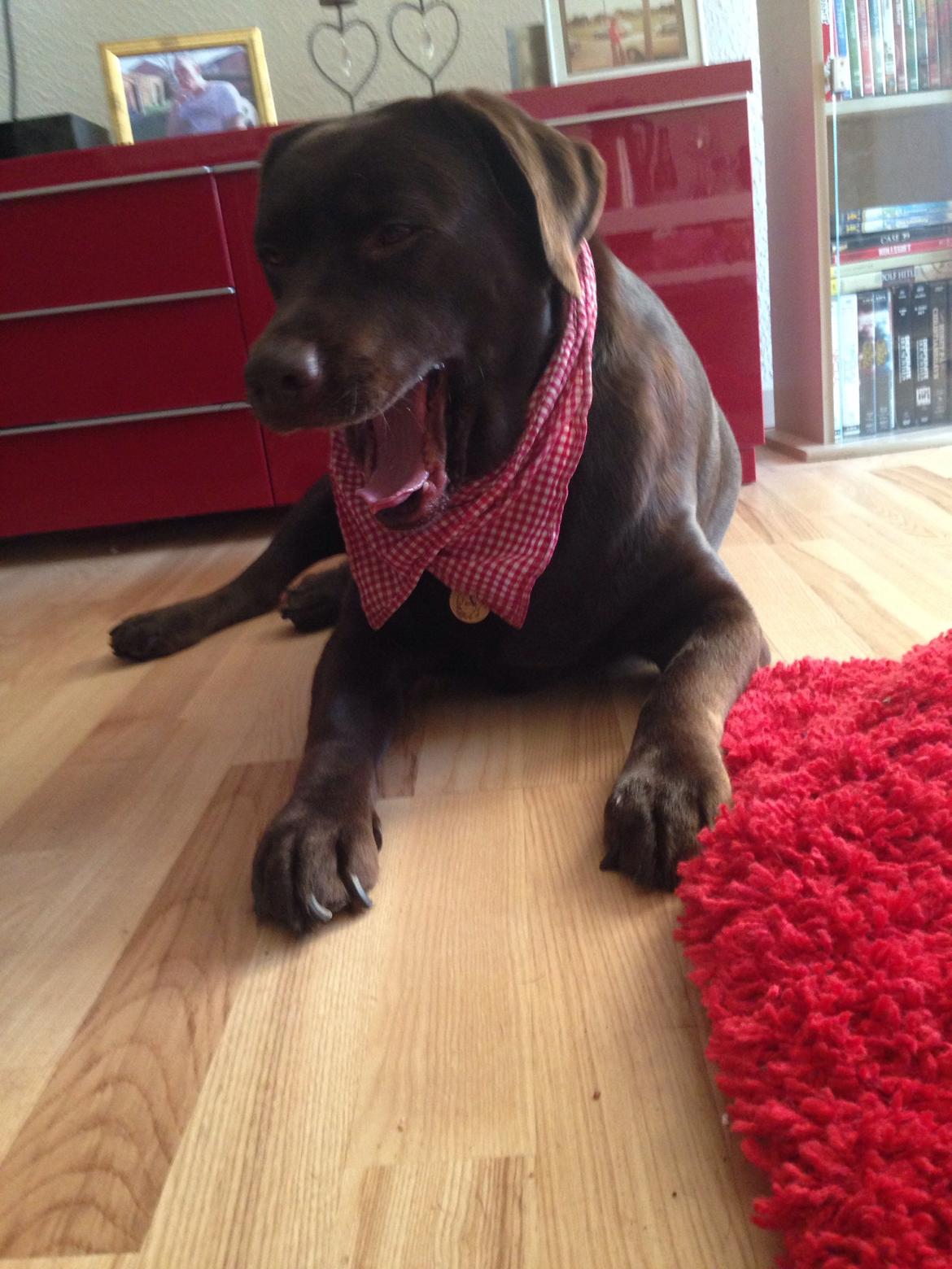 Labrador retriever Nanna  * - 6 år billede 19