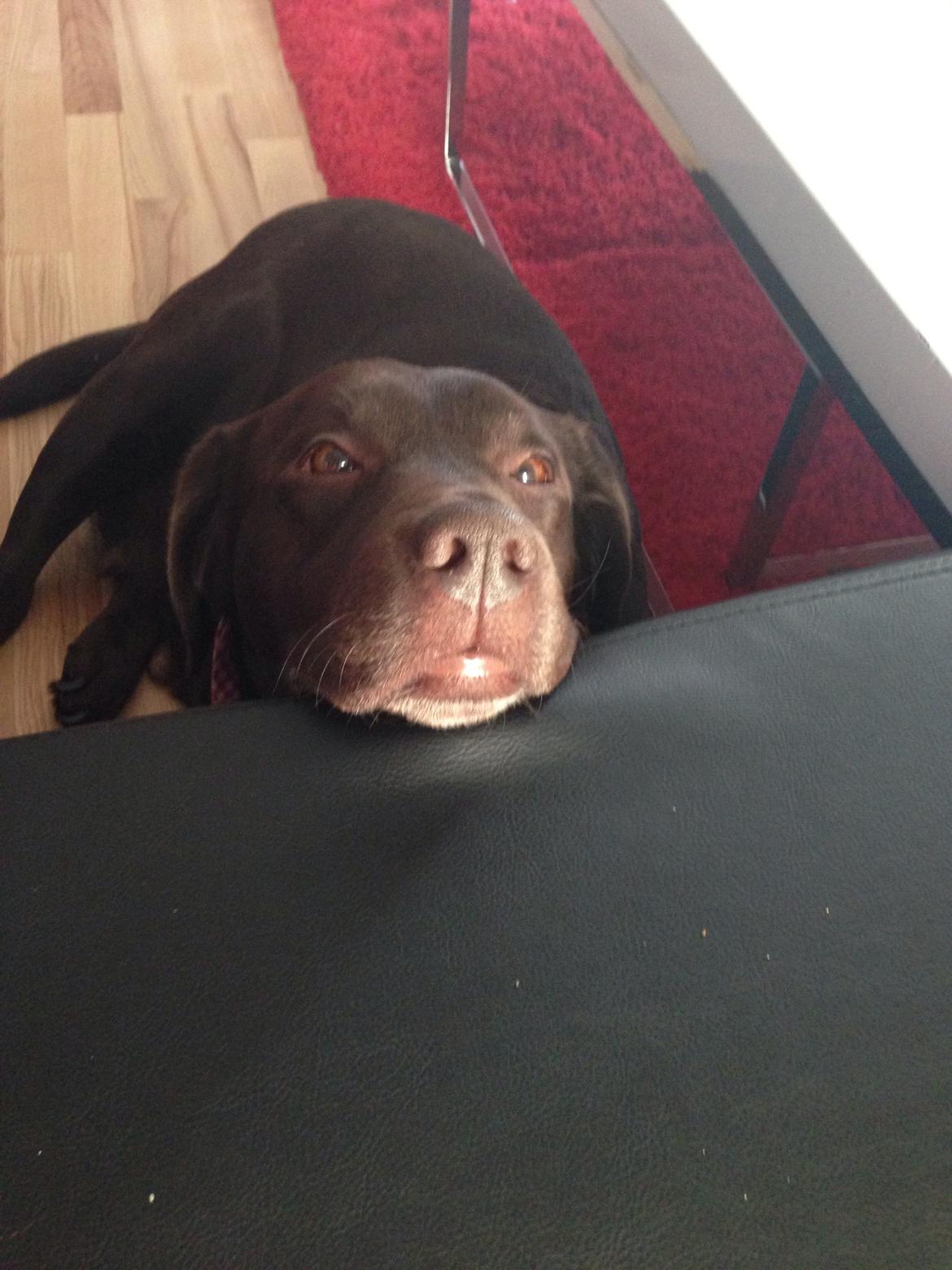 Labrador retriever Nanna  * - 6 år billede 20